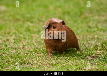 American Crested Meerschweinchen, Deutschland Stockfoto