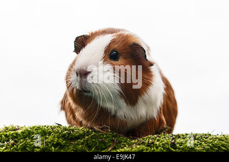 Glatt beschichtet Meerschweinchen, Deutschland Stockfoto