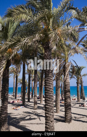 Palmen am Strand, Costa del Sol, Torremolinos, Málaga Provinz, Andalusien, Spanien Stockfoto