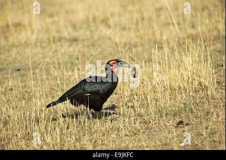 Südliche Hornrabe (Bucorvus Leadbeateri) mit Schildkröte in seinen Schnabel, Masai Mara, Kenia Stockfoto