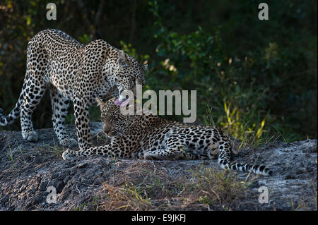 Leopard (Panthera Pardus), Weibchen mit Jungtier, Sabi Sand Reserve, Südafrika Stockfoto