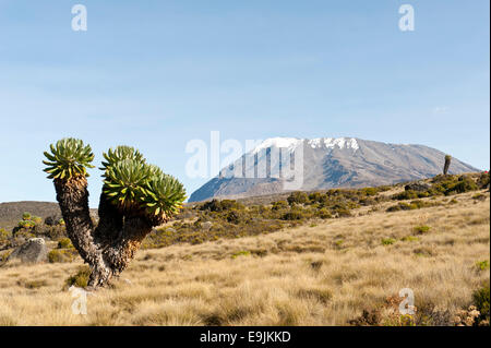 Riesen Greiskraut (Dendrosenecio erhebt, ehemals Senecio spp.), hinten die schneebedeckten Kibo-Gipfel auf der Marangu route Stockfoto