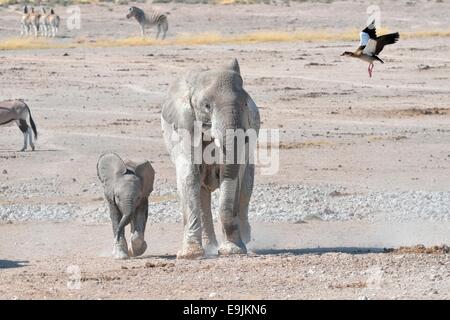 Afrikanischer Elefant (Loxodonta Africana) mit Jung und Nilgans (Alopochen Aegyptiacus), im Flug, Etosha Nationalpark Stockfoto