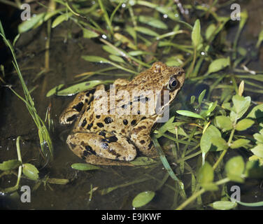 Grasfrosch - Rana temporaria Stockfoto