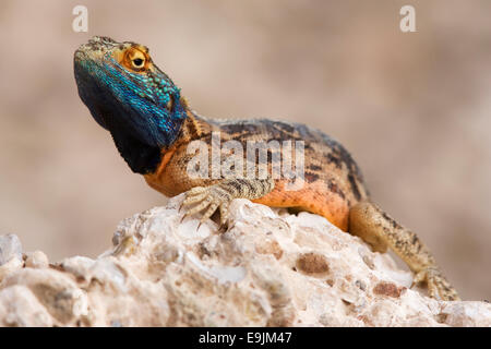 Boden Agama Agama Aculeata, in der Zucht Farben, Kgalagadi Transfrontier Park, Northern Cape, Südafrika Stockfoto