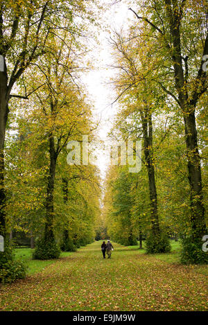 Lime Avenue. Linden im Herbst in Westonbirt Arboretum, Gloucestershire, England Stockfoto