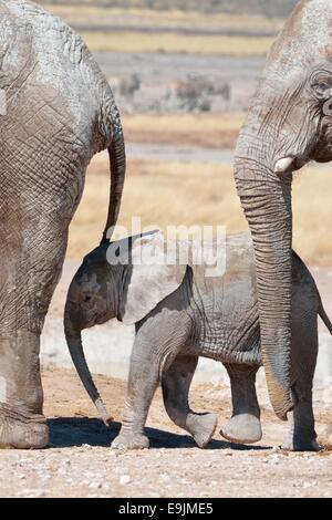 Afrikanische Elefanten (Loxodonta Africana), ein Baby umgeben von zwei Erwachsenen am Wasserloch, Etosha Nationalpark, Namibia, Afrika Stockfoto