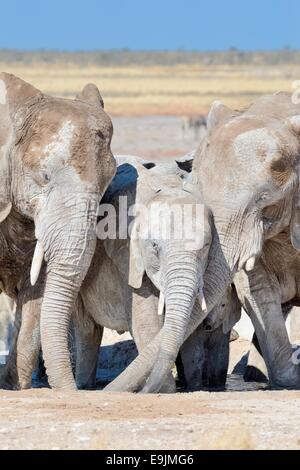 Afrikanische Elefanten (Loxodonta Africana), bedeckt mit getrockneten Schlamm, trinken am Wasserloch, Etosha Nationalpark, Namibia, Afrika Stockfoto