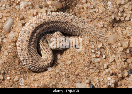 Peringuey Addierer (vorwärtsschlängelnden Adder), Bitis Peringueyi, Namib-Wüste, Namibia Stockfoto