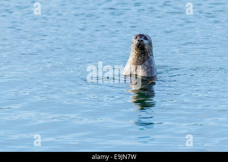 Hafen von Dichtung (Phoca Vitulina) Abfüllung in den blauen Gewässern nahe dem Ufer des Isle of Mull, Inneren Hebriden, Schottland Stockfoto