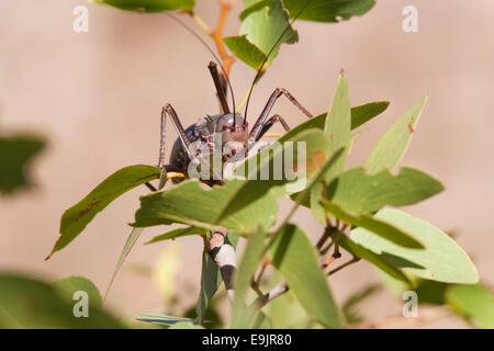 Gepanzerten Boden Cricket, Acanthoplus Discoidalis, Kunene-Region, Namibia Stockfoto