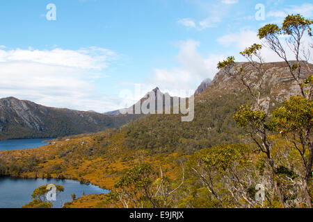 See-Lilla im Vordergrund und Dove Lake in Cradle Mountain-Lake St. Clair national Wilderness Park, Tasmanien, Australien Stockfoto