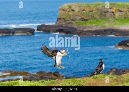 Papageitaucher (Fratercula Arctica) Landung mit Verschachtelung material Stockfoto