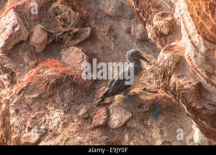 Juvenile Basstölpel Morus bassanus Stockfoto