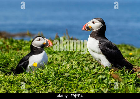 Papageitaucher (Fratercula Arctica) koppeln weiter, um am Sommer Brutkolonie Graben Stockfoto