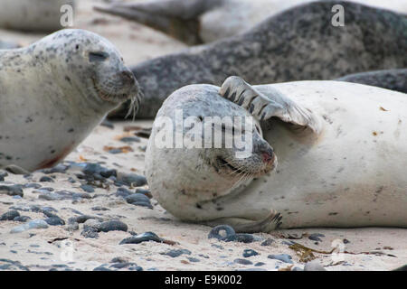 kranker Seehund auf der Insel Helgoland, Phoca vitulina Stockfoto