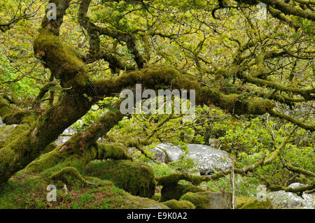 Moos bedeckt Granit Findlinge & Eichen mit epiphytischen Moosen, Flechten und Farne Wistman Holz, Dartmoor, Devon Stockfoto