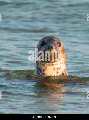 Seehund im Wasser, Phoca vitulina Stockfoto