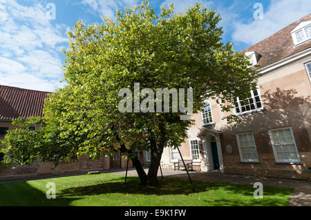 Judas-Baum, Cercis siliquastrum, im Innenhof des Thoresby College, King's Lynn, Norfolk. Details in der Beschreibung. Stockfoto