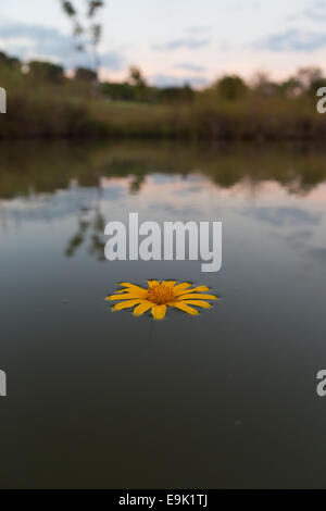 Eine mexikanische Sonnenblume schwimmt auf der Oberfläche eines Wasser-Damms, während im Hintergrund die Sonne untergeht. Stockfoto