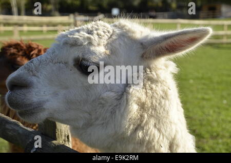 Ein Alpaka auf Mudchute Farm auf der Isle of Dogs in London. Stockfoto