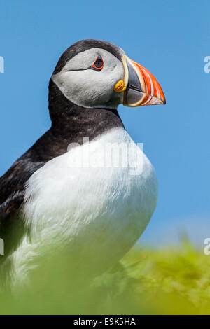 Papageitaucher (Fratercula Arctica) Porträt Stockfoto