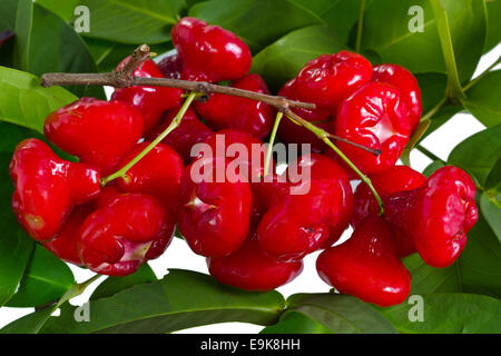Leuchtend rote Rose Äpfel auf dem Zweig mit dem Hintergrund der Blätter befestigt Stockfoto