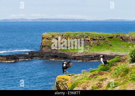 Papageitaucher (Fratercula Arctica) Landung auf Klippe Stockfoto