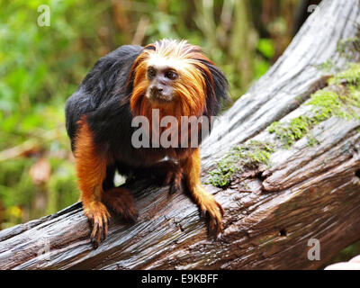 Lion Tamarin Leontopithecus Rosalia sitzend auf AST Apenheul Zoo, Niederlande Stockfoto