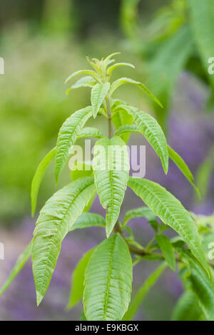 Aloysia Citrodora. Zitronenverbene wächst im Kräutergarten. Stockfoto