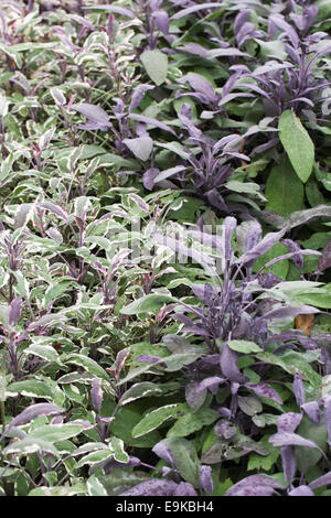 Salvia Officinalis. Salbei-Bett im Gemüsegarten, verschiedene Sorten, Stockfoto