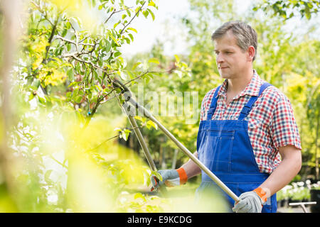 Gärtner trimmen Äste bei Gärtnerei Stockfoto