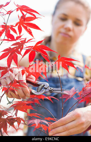 Weibliche Gärtner Clipping Ahorn Zweig Stockfoto