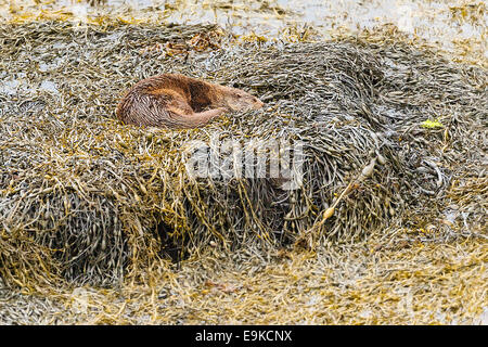 Europäischen Fischotter ruht auf Algen an der Küste ein Meer-See Stockfoto