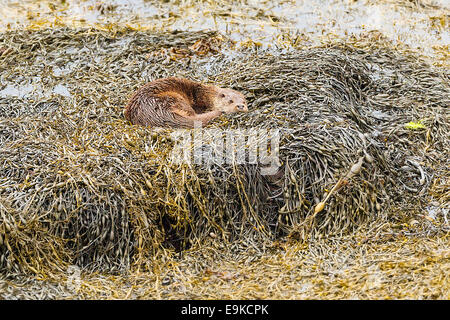 Europäischen Fischotter ruht auf Algen an der Küste ein Meer-See Stockfoto