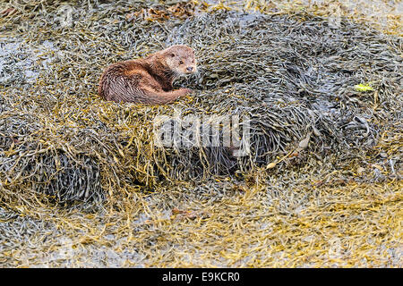 Europäischen Fischotter ruht auf Algen an der Küste ein Meer-See Stockfoto