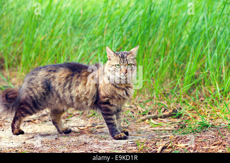 Sibirische Katze zu Fuß auf dem Feld Stockfoto