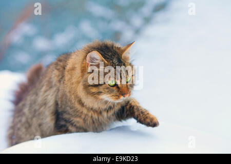 Sibirische Katze Wandern im Schnee Stockfoto