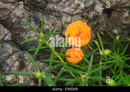 Portulaca Blüten im Garten in Morgen Stockfoto