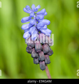 Grape Hyacinth (Muscari sp.) Stockfoto