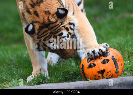 Hamburg, Deutschland. 29. Oktober 2014. Tiger Lailek schnüffelt ein Fleisch gefüllte Jock-o-Laternen im Tierpark Hagenbeck in Hamburg, Deutschland, 29. Oktober 2014. Sowohl der Tiger im Zoo erhielt Leckereien für Halloween. Foto: DANIEL BOCKWOLDT/Dpa/Alamy Live News Stockfoto