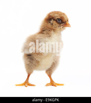 eine kleine Junge braune Hühner von Orpington im Studio vor einem weißen Hintergrund Stockfoto