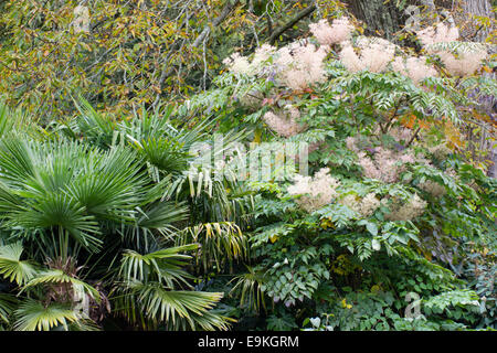 Winterharte Trachycarpus Palmen, Trachycarpus Fortunei und der japanischen Angelica Baum, Aralia Elata, kombinieren in einem exotischen Pflanzen Regelung Stockfoto