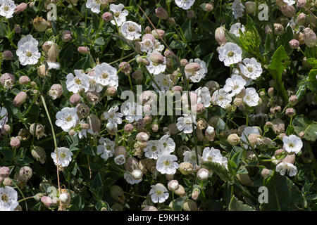 Massierten Sommerblumen von Meer Campion, Silene Uniflora auf der Lizard, Cornwall Stockfoto