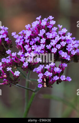 Blütenstand der Schmetterling zieht, Ferienhaus Gartenpflanze, Verbena bonariensis Stockfoto