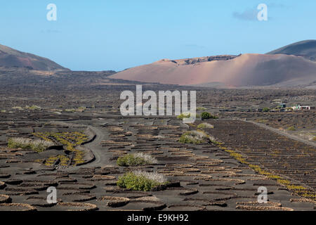 La Geria, Guigan, Weingüter in Lanzarote. Stockfoto