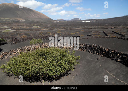 La Geria, Guigan, Weingüter in Lanzarote. Stockfoto