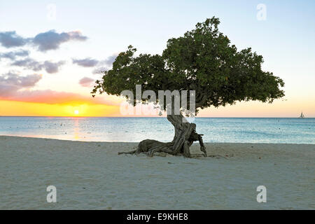 Divi Divi Baum auf Insel Aruba in der Karibik bei Sonnenuntergang Stockfoto