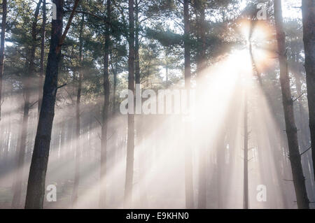 Nebel und Sonne Strahlen in einem Wald im Peak District an einem schönen späten Winter Morgen. Stockfoto