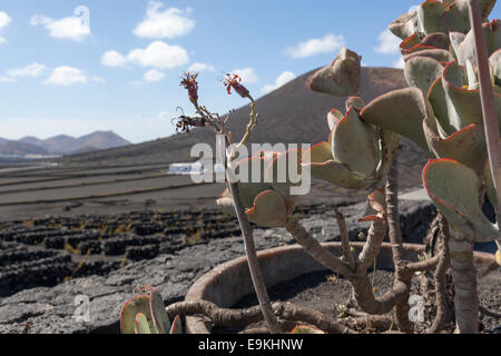 La Geria, Guigan, Weingüter in Lanzarote. Stockfoto